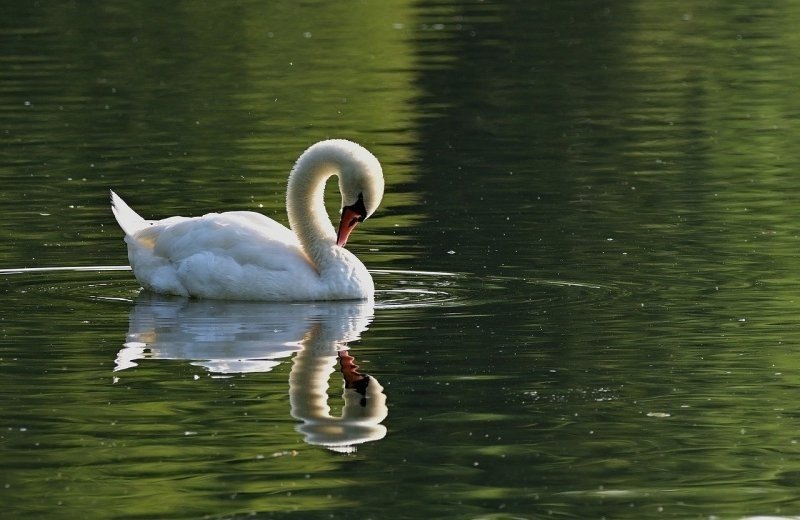 Fietsroute Zwanen & Zandverstuivingen