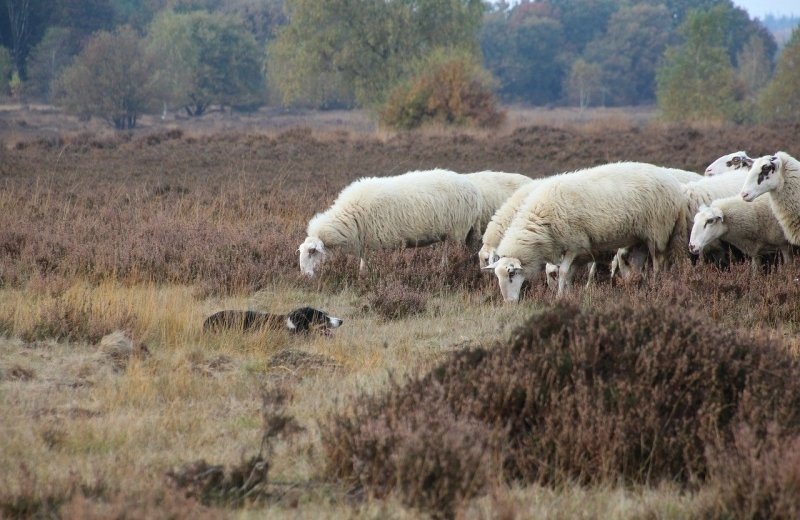 Wandelroute rondje Nunspeet